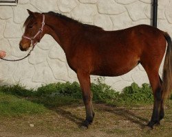 Zuchtstute Biarritz (Welsh Partbred, 2014, von Nijebert's Cupido)