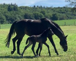 dressage horse Femme Fatale (Rhinelander, 2019, from Feinrich)