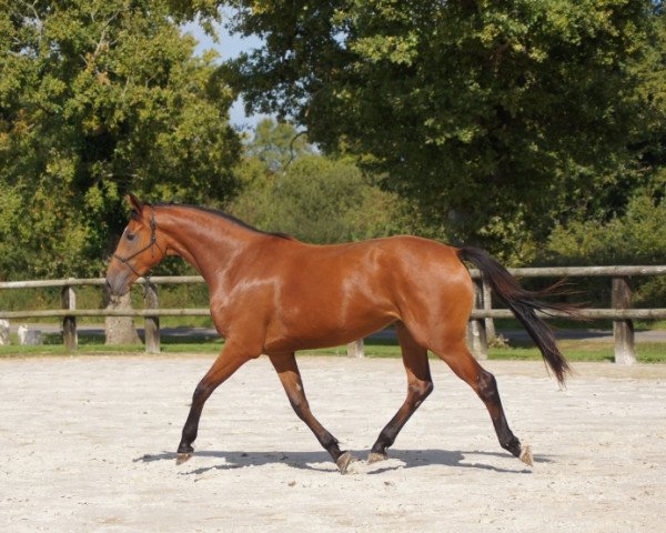 broodmare California Riverland (Selle Français, 2012, from Lando)