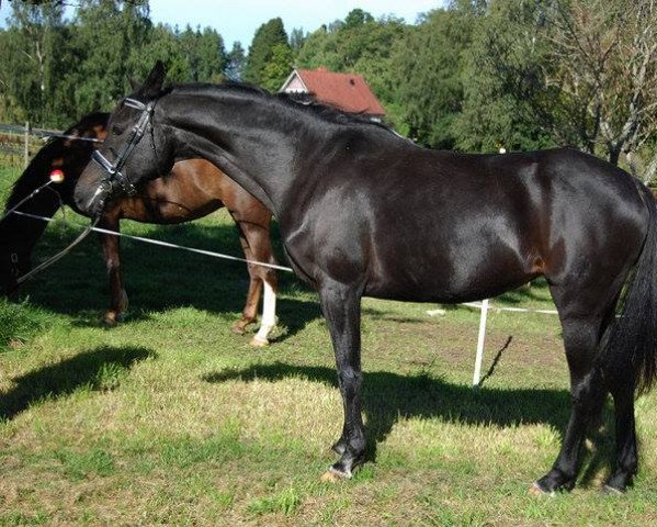 broodmare Hanka (German Riding Pony, 1996, from Marco Polo)