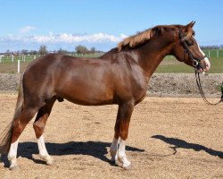 stallion Nijebert's Cupido (Welsh Partbred, 2009, from Heidehof's Don Diego)