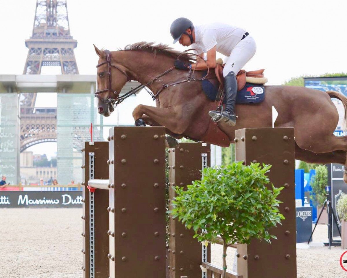 jumper Toscanino Douze (Selle Français, 2007, from Jadis de Toscane)