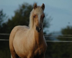 Zuchtstute Galina (Welsh Partbred, 2015, von Nijebert's Cupido)