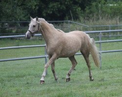 Zuchtstute Borghof's Tetske (Welsh Partbred, 2006, von Veenstra's Promise)