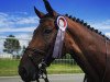 jumper Farmer's Apple (KWPN (Royal Dutch Sporthorse), 2010, from Winningmood van de Arenberg)