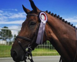 jumper Farmer's Apple (KWPN (Royal Dutch Sporthorse), 2010, from Winningmood van de Arenberg)