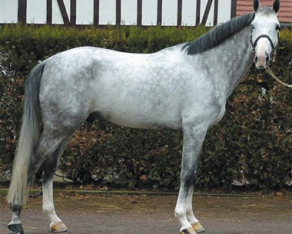 stallion Jadis de Toscane (Selle Français, 1997, from Quidam de Revel)