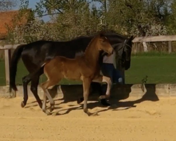 Springpferd Zinestar (Deutsches Sportpferd, 2020, von Zinedine)