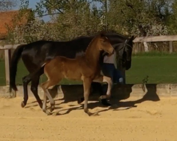 broodmare Aquilea 3 (German Sport Horse, 2007, from Likoto xx)