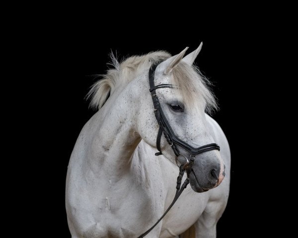 jumper Amira (German Riding Pony, 2012, from St. Annens Monsieur N)