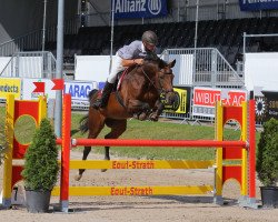 Springpferd Calimera XI (Schweizer Warmblut, 2005, von Coka)