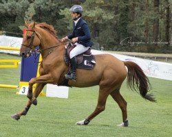 Springpferd Carat D'Helby (Selle Français, 2012, von Gerfaut d'Helby)