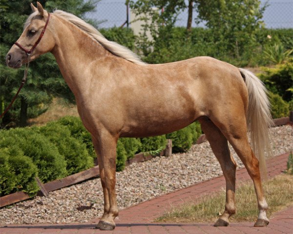 Zuchtstute Hilin Yvette (Welsh Pony (Sek.B), 2006, von Linde Hoeve's Elegant)