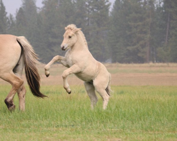 Pferd DD Maximus Jr. (Fjordpferd, 2020, von Prince Maximus Sur Mer)