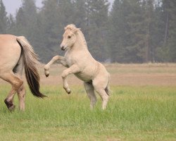 horse DD Maximus Jr. (Fjord Horse, 2020, from Prince Maximus Sur Mer)