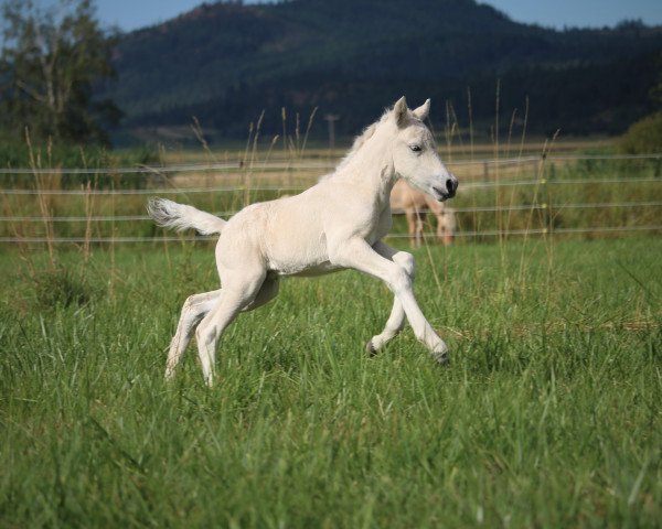 stallion DD Malibu (Fjord Horse, 2020, from Prince Maximus Sur Mer)