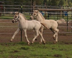 Pferd DD Sunnyside Valia (Fjordpferd, 2020, von Smedsmo Gråen N-96-2695)