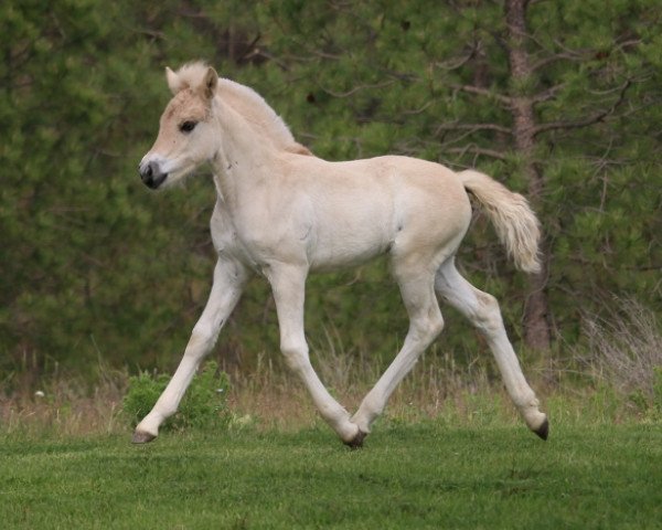 horse DD Flora (Fjord Horse, 2019, from OFI Thorsten)