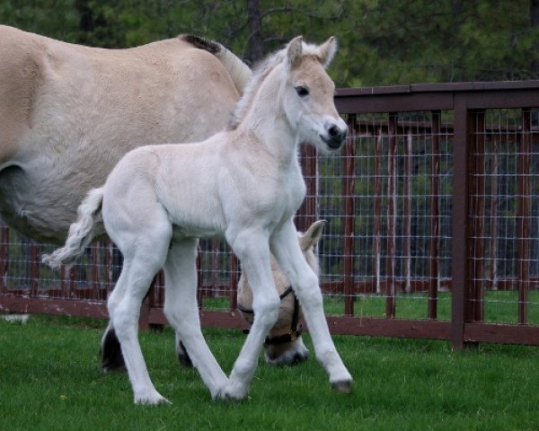 horse DD Sleipnir (Fjord Horse, 2018, from OFI Siljar)