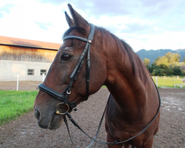 horse Blind Date 9 (KWPN (Royal Dutch Sporthorse), 1992, from Kafu xx)