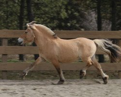 stallion Prince Maximus Sur Mer (Fjord Horse, 2017, from Bakkens Marius)