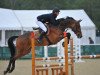 jumper Lifboy (German Sport Horse, 2007, from Lancado)