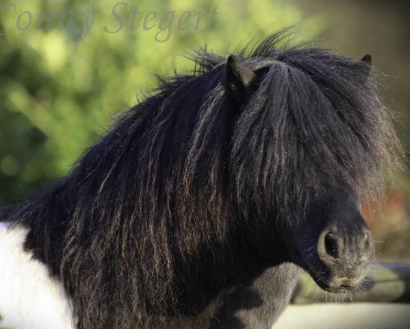 stallion Othello (Shetland Pony, 2002, from Orpheus)