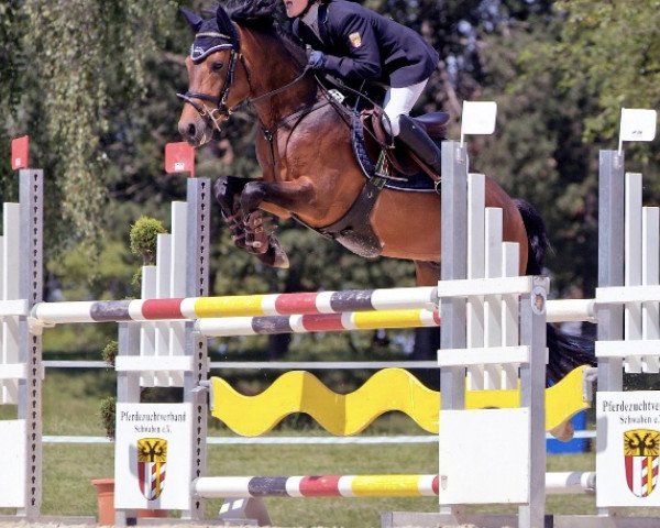 stallion Fürsthof's Very Nice (New Forest Pony, 2001, from Valento)