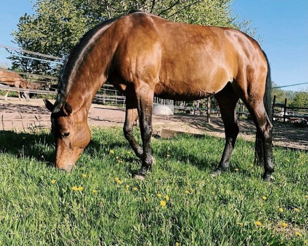 broodmare Kajal (Hanoverian, 2008, from Kaiserkult TSF)