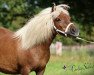 broodmare StPrSt Pr*** Romanze vom Purnitzgrund (Shetland Pony, 2010, from Mister Milano PrH*)