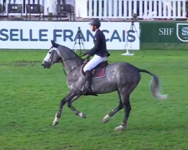 horse Boree d'Helby (Selle Français, 2011, from Gerfaut d'Helby)