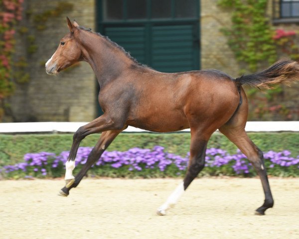 dressage horse Zoomie (Westphalian, 2020, from Zoom)