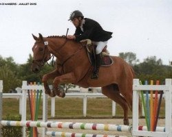 Springpferd Bambou d'Helby (Selle Français, 2011, von Jadis de Toscane)