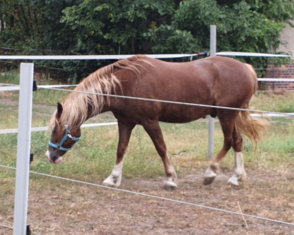 horse Möhlenbeeks Barabas (Welsh-Cob (Sek. D), 2013, from Babalou)