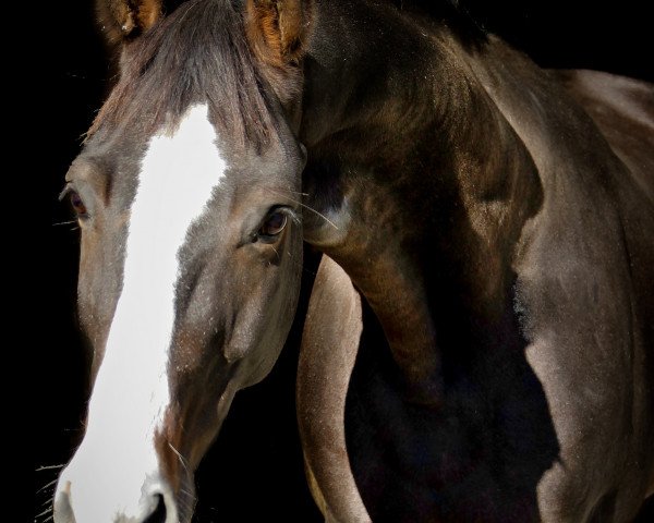 broodmare Ladee (Mecklenburg, 2007, from Ladinor)