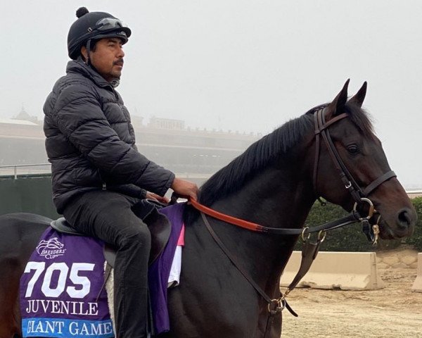 horse Gio' (Thoroughbred, 2019, from Giant's Causeway xx)