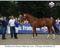 Springpferd Django des Baleines (Selle Français, 2013, von Ugobak Des Baleines)