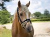 Dressurpferd Der Goldbär (Deutsches Reitpony, 2017, von Diamond Touch NRW)