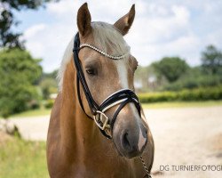 Dressurpferd Der Goldbär (Deutsches Reitpony, 2017, von Diamond Touch NRW)