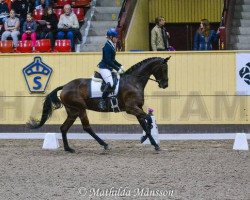 dressage horse Simmerbros Donna Frapin (Swedish Warmblood,  , from Sir Donnerhall II OLD)