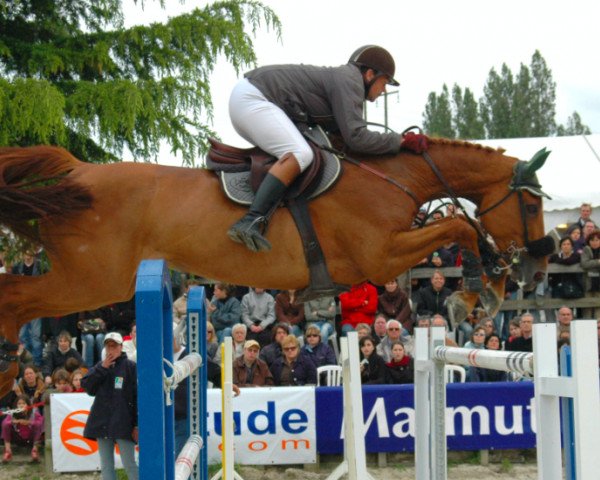 broodmare Iseut d'Helby (Selle Français, 1996, from Paladin des Ifs)