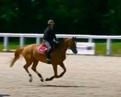 broodmare Scarlet D'Helby (Selle Français, 2006, from Indoctro)