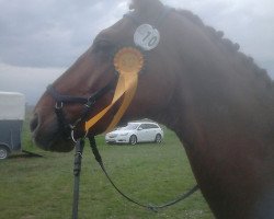 dressage horse Don Candente (Oldenburg, 2007, from Don Marco 3)