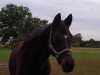 broodmare Happyness III (Trakehner, 1997, from Michelangelo)