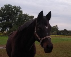 Zuchtstute Happyness III (Trakehner, 1997, von Michelangelo)