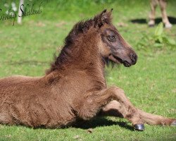 Pferd Coolstep King Kong (Shetland Pony, 2017, von Kaspar)