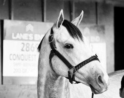 horse Conquest Big E xx (Thoroughbred, 2013, from Tapit xx)