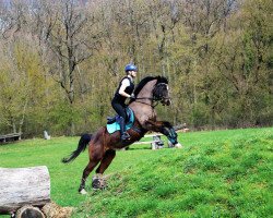 dressage horse Seduro (German Riding Pony, 1997, from Saphir)