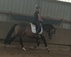 dressage horse Anton (German Riding Pony, 2017, from A kind of Magic 5)