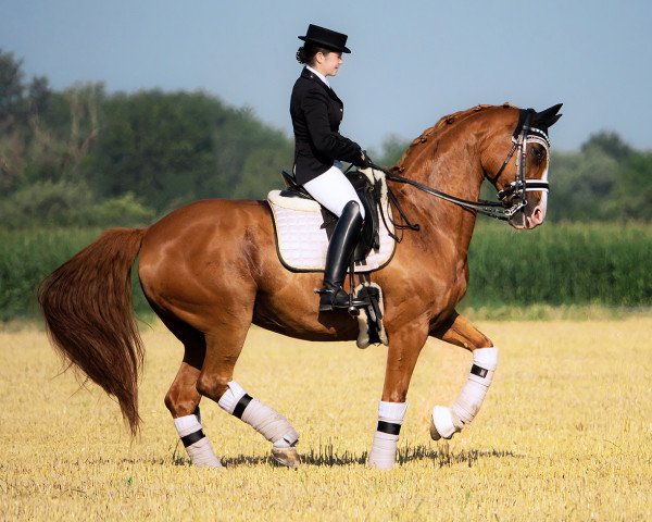 horse Desideria (Hanoverian,  )